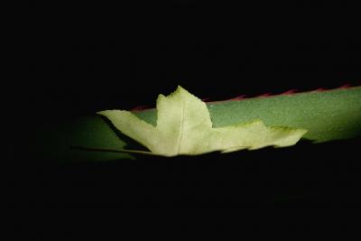 Leaf.jpg